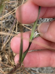 Melica californica