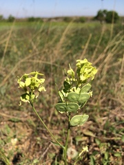 Biscutella auriculata