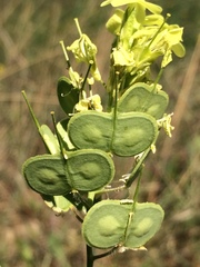 Biscutella auriculata