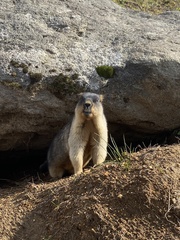 Marmota camtschatica