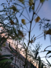Fabaceae
