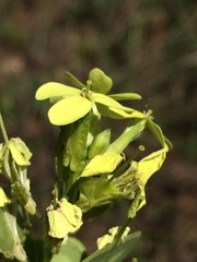 Biscutella auriculata