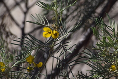 Senna artemisioides artemisioides