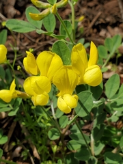 Acmispon grandiflorus var. macranthus