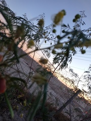 Fabaceae