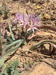 Allium anceps