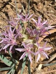 Allium anceps