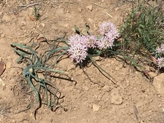 Allium anceps