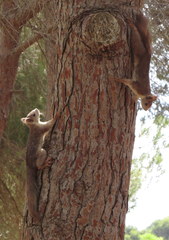Sciurus vulgaris