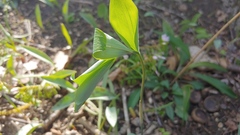 Polygonatum pubescens