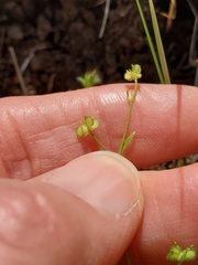 Ranunculus hebecarpus