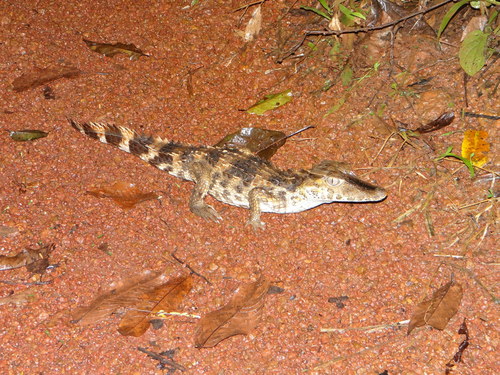 Paleosuchus trigonatus