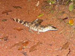 Paleosuchus trigonatus