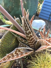 Gonialoe