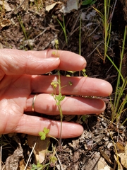 Ranunculus hebecarpus