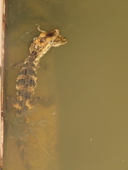 Paleosuchus trigonatus