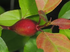 Contarinia cerasiserotinae