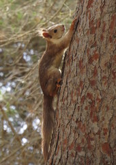 Sciurus vulgaris