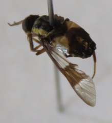 Chrysops scalaratus