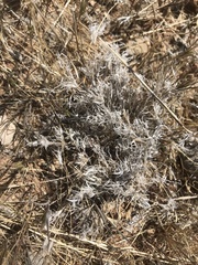 Dasyochloa pulchella