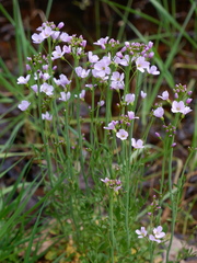Cardamine pratensis pratensis
