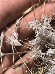 Dasyochloa pulchella