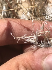 Dasyochloa pulchella