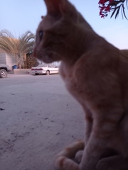 Felis catus
