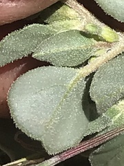 Acleisanthes nevadensis