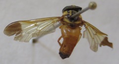 Diachlorus jobbinsi