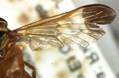Diachlorus jobbinsi