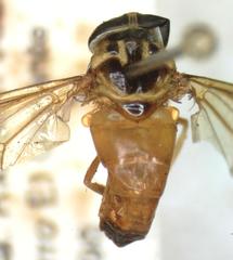 Diachlorus jobbinsi