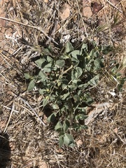 Acleisanthes nevadensis