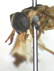 Diachlorus jobbinsi
