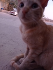 Felis catus