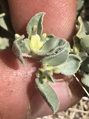 Acleisanthes nevadensis