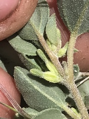 Acleisanthes nevadensis