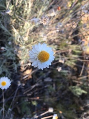 Leucochrysum albicans