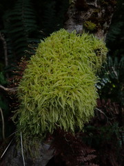 Acrocladium chlamydophyllum