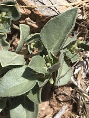 Acleisanthes nevadensis