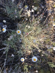 Leucochrysum albicans