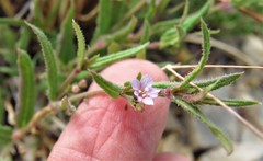 Boerhavia linearifolia