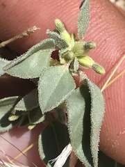 Acleisanthes nevadensis