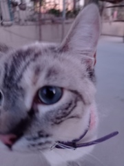 Felis catus