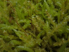 Acrocladium chlamydophyllum