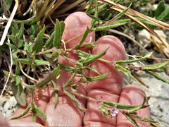 Boerhavia linearifolia