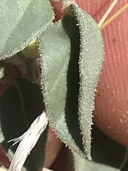 Acleisanthes nevadensis