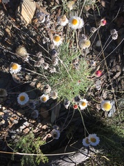 Leucochrysum albicans