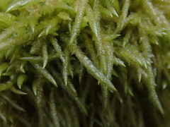 Acrocladium chlamydophyllum