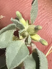 Acleisanthes nevadensis